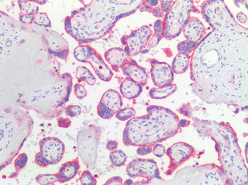 PVRL4/Nectin 4 Antibody