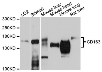 CD163 Antibody