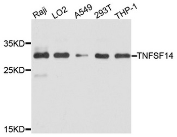 TNFSF14/LIGHT Antibody