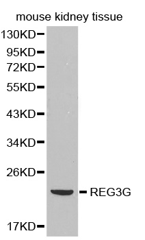 REG3G Antibody