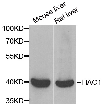 HAO1 Antibody