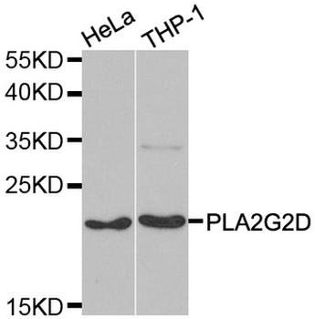 PLA2G2D Antibody