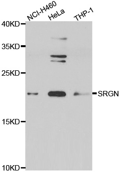 SRGN/Serglycin Antibody