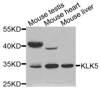 KLK5/Kallikrein 5 Antibody