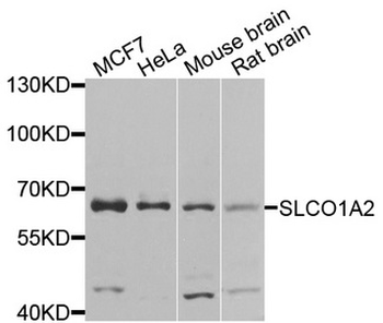 SLCO1A2/OATP Antibody