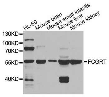 FCGRT/FCRN Antibody