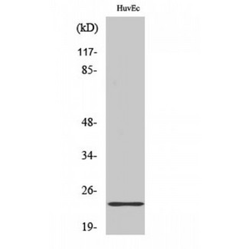 CLDN3/Claudin 3 Antibody