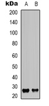 CD81 Antibody