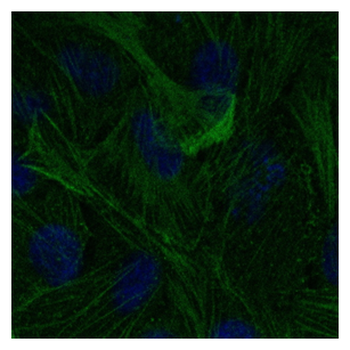 ACTB/Beta Actin Antibody