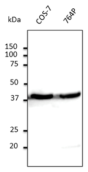 ACTB/Beta Actin Antibody