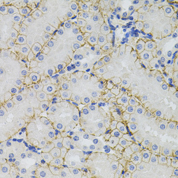 SLC1A4/ASCT1 Antibody