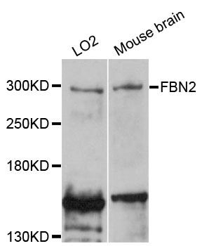 FBN2/Fibrillin 2 Antibody