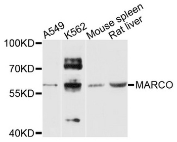 MARCO Antibody