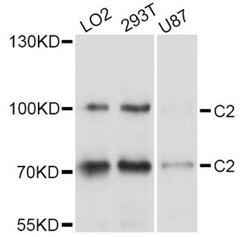Complement C2 Antibody