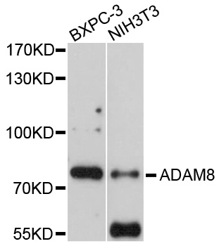 ADAM8 Antibody