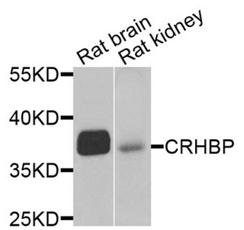 CRHBP Antibody