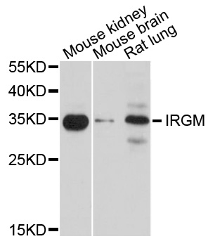 IRGM/LRG-47 Antibody