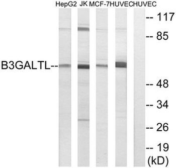 B3GALTL Antibody