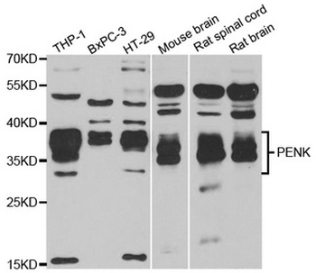 Proenkephalin/PENK Antibody