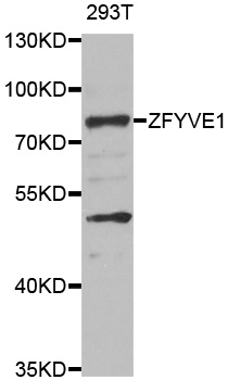 ZFYVE1/DFCP1 Antibody
