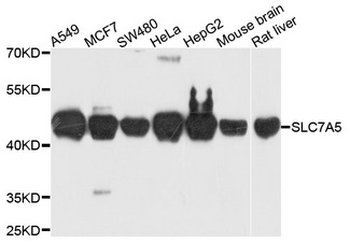 SLC7A5/CD98 Light Chain Antibody