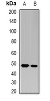 GATM/AGAT Antibody