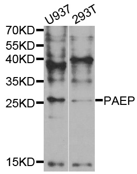 PAEP/Glycodelin/GdF Antibody