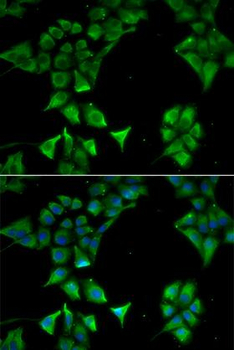 CD177 Antibody