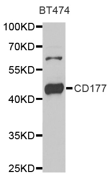 CD177 Antibody