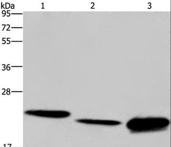 IL19 Antibody
