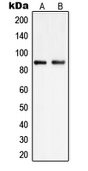 PIP5K1C Antibody