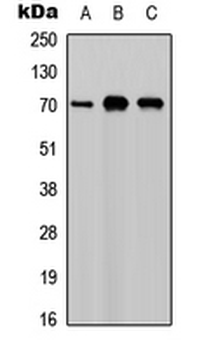 CSF1/MCSF Antibody