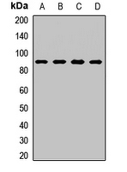 CDH11/Cadherin 11 Antibody