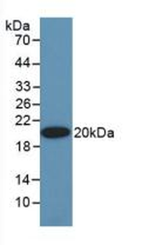 EPO/Erythropoietin Antibody
