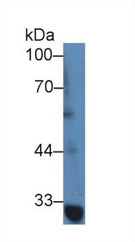 TRAF1 Antibody