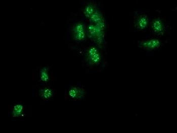 SNX8 Antibody