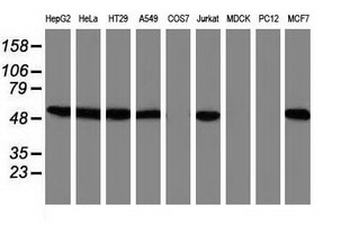 SNX8 Antibody