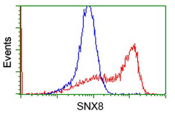 SNX8 Antibody