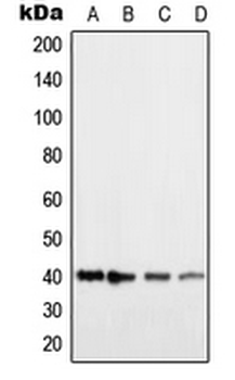 HRH2/Histamine H2 Receptor Antibody
