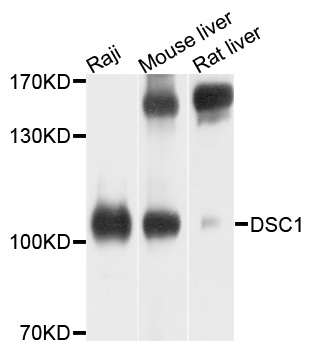 DSC1/Desmocollin 1 Antibody