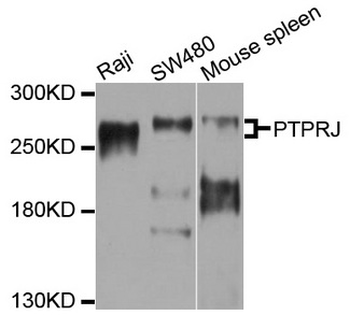 PTPRJ/CD148 Antibody