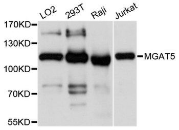 GNT-V/MGAT5 Antibody