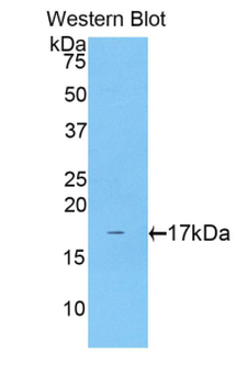 CCK/Cholecystokinin Antibody