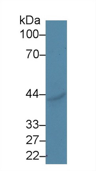 CD39 Antibody
