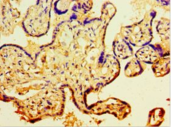 CDH11/Cadherin 11 Antibody