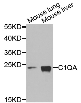 Complement C1QA Antibody