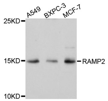 RAMP2 Antibody