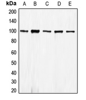 CDH1/E Cadherin Antibody