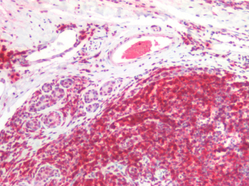 CD45RA Antibody
