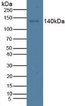 CTx-I Antibody